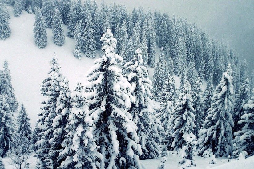 Snow Winter Trees (58 Wallpapers)