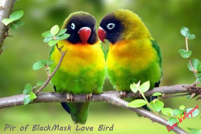 ... Love Bird Black Maskr-rasimwallpaper ...