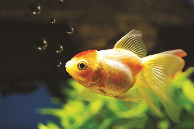 Animal - Goldfish Wallpaper