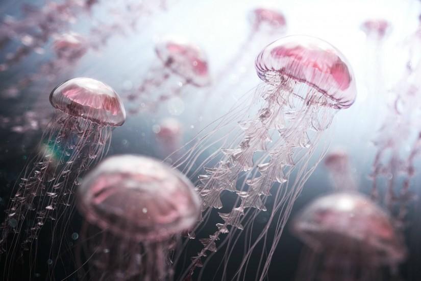 Pink Jellyfish Wallpapers High Resolution with High Resolution Wallpaper