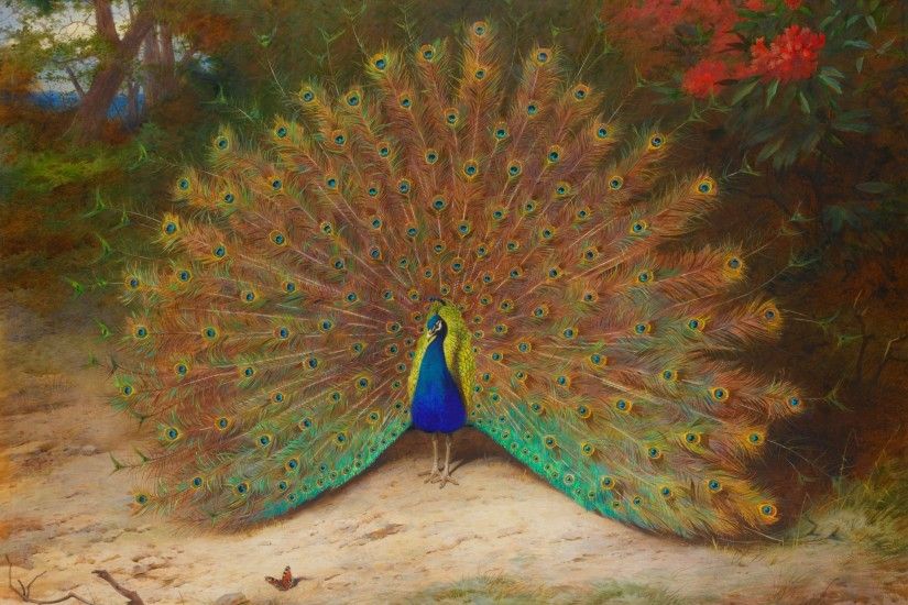 peacock free desktop wallpaper