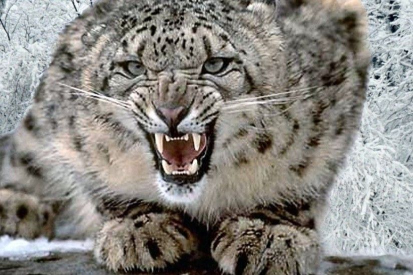 301 Snow Leopard HD Wallpapers | Backgrounds - Wallpaper Abyss ...