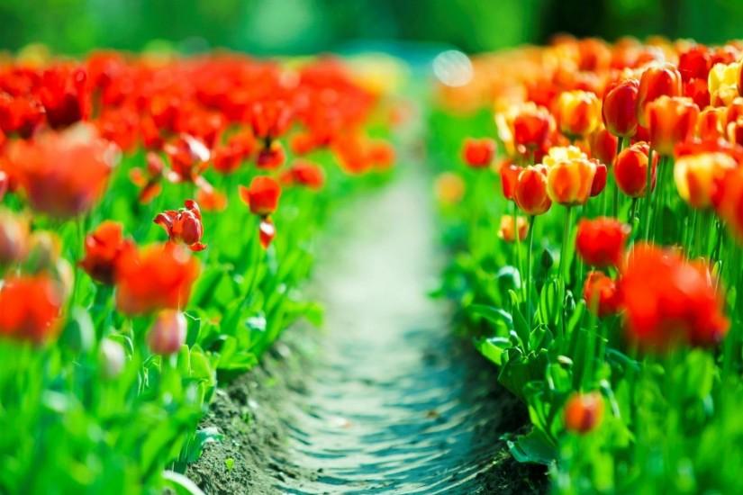 Beautiful Spring Tulips Background Free Download