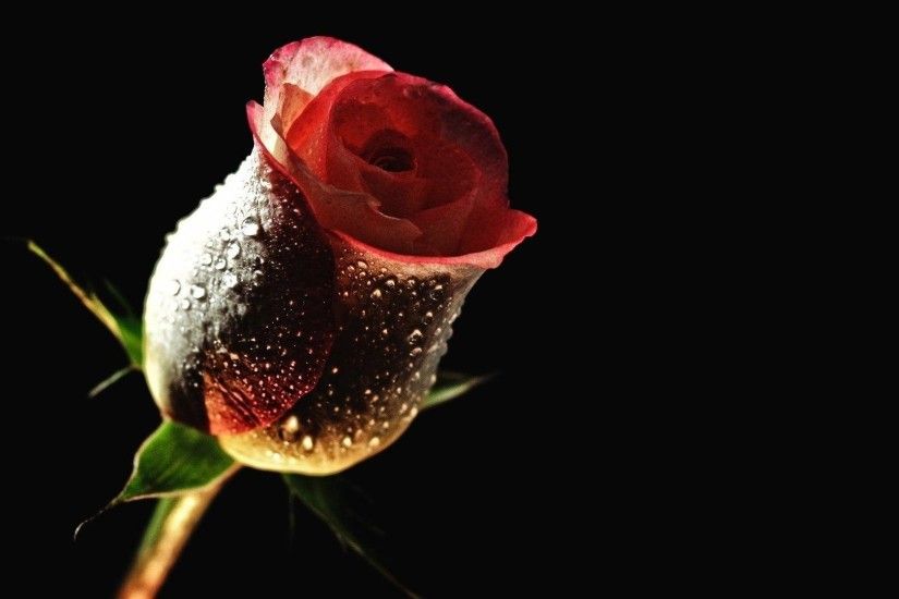 Rose flower full hd duvar kaÄÄ±tlarÄ± | Sekspic.com: Bedava resim barÄ±ndÄ±rma  komut dosyasÄ±