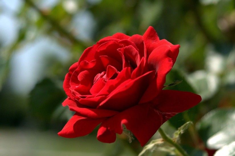 Beautiful Red Rose 813860