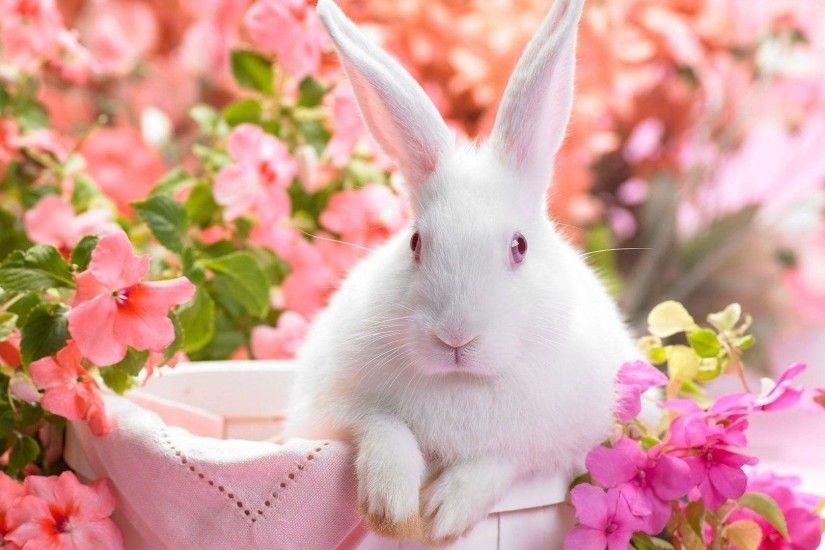 Cute Easter Bunny Desktop Background | Desktop Backgrounds HQ
