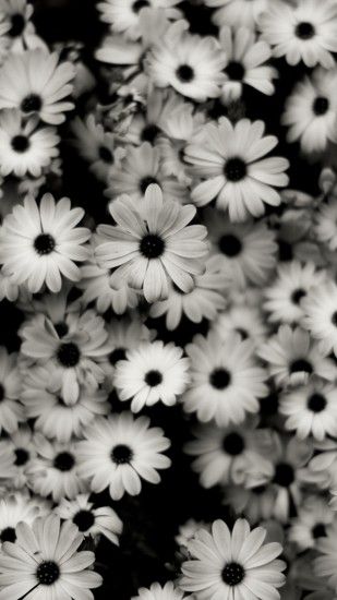 Preview wallpaper black white, flowers, grey, daisies 1080x1920
