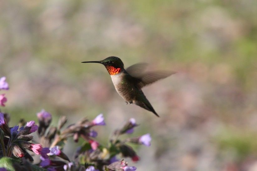hummingbird : Wallpaper Collection