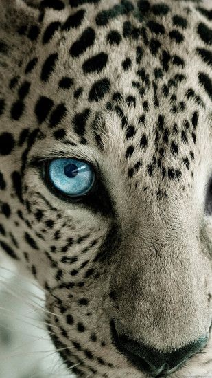 Snow Leopard Blue Eye iPhone 6 Plus HD Wallpaper ...