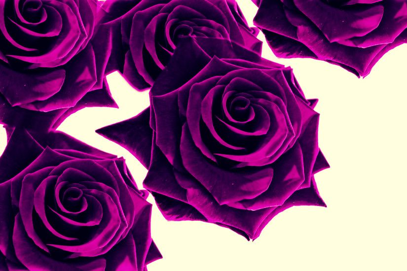 Purple Roses Wallpaper