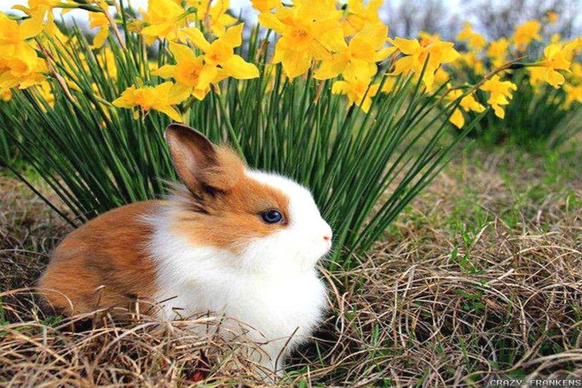 Animals Desktop Wallpapers Group (84 ) Spring Animal Wallpaper Hd  |excellencetell ...