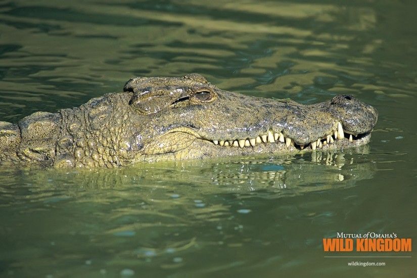Alligators wallpapers and stock photos