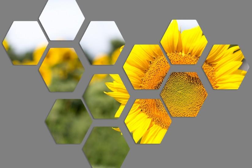 download sunflower background 1920x1358