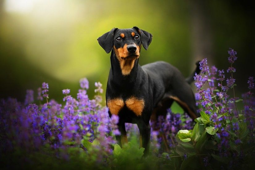 Animal - Doberman Pinscher Dog Pet Baby Animal Puppy Flower Wallpaper