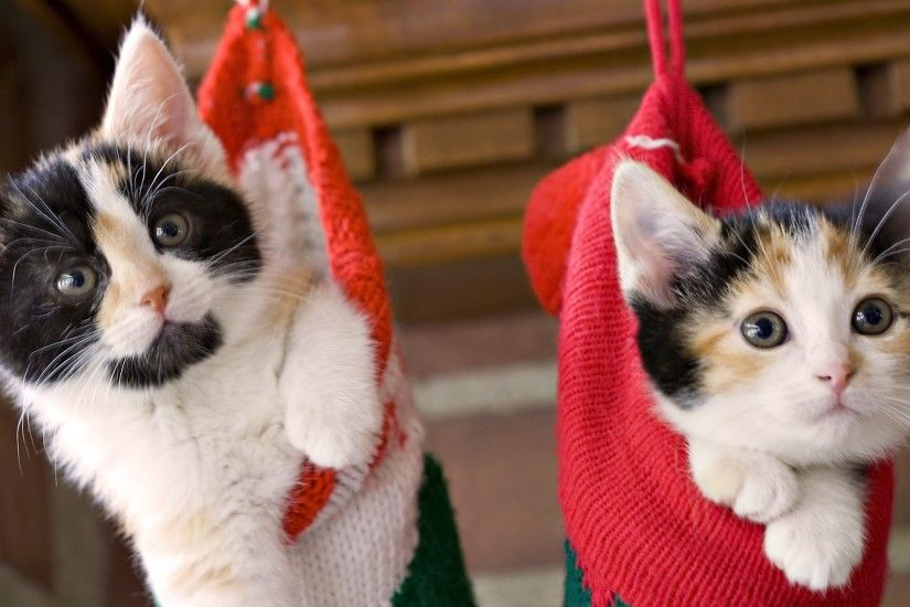 2560x1440 Wallpaper kittens, hang, socks, holiday, christmas, fluffy, couple