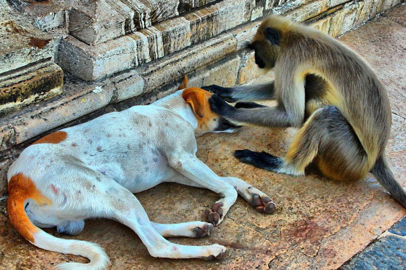 Ultra HD funny monkey and dog