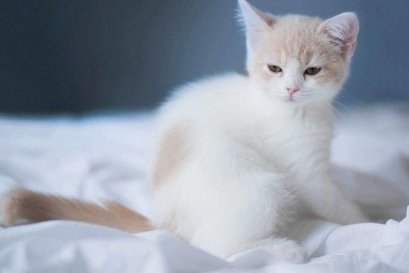 Cute White Cat (42 Wallpapers)