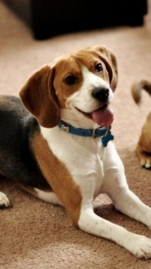 1440x2560 Wallpaper beagle, puppies, couple, sit, waiting, dogs