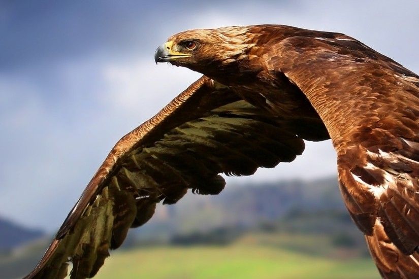 Preview wallpaper eagle, flying, sky, bird, predator 2048x2048