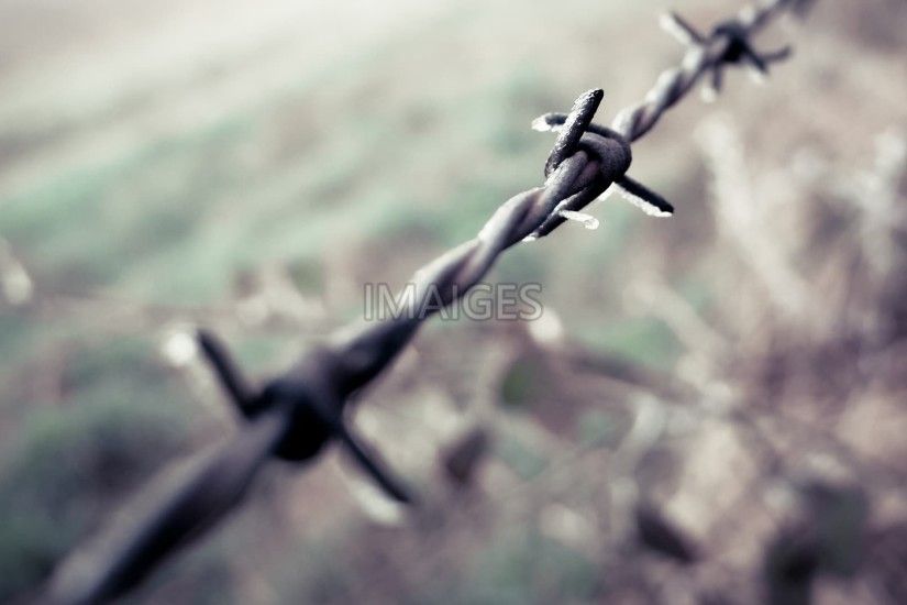 Barbed Wire, Field, Winter