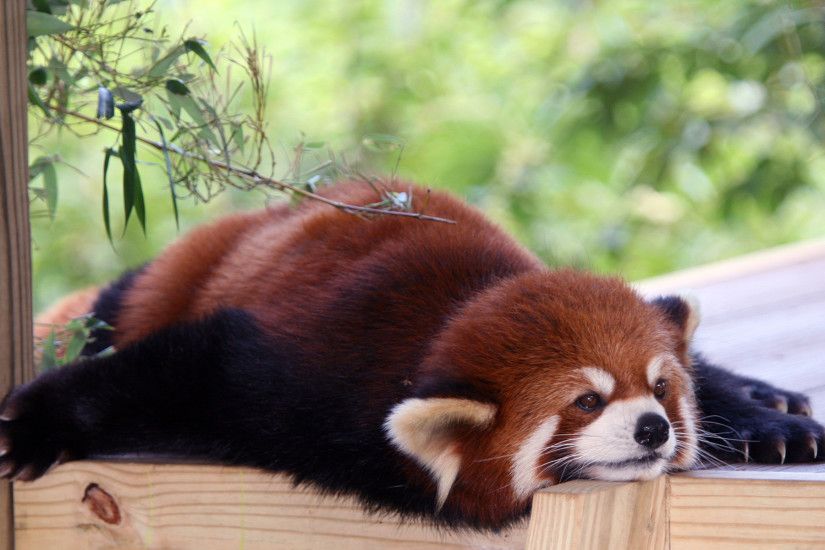 121 best Red Panda images on Pinterest | Animals, Red pandas and Wild  animals