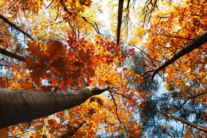 nature, fall, sunlight, download, windows wallpaper, trees, seasons,  lovely, leaves, display, autumn, mac wallpaper, sky, color,hd wallpaper,  treetops, ...