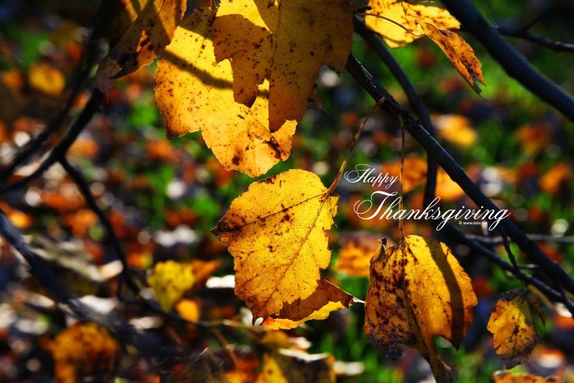 free download thanksgiving backgrounds 2560x1600 hd