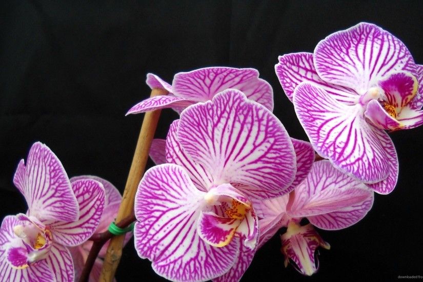 Stunning Purple Phalaenopsis Orchid Flowers Wallpaper Picture For .