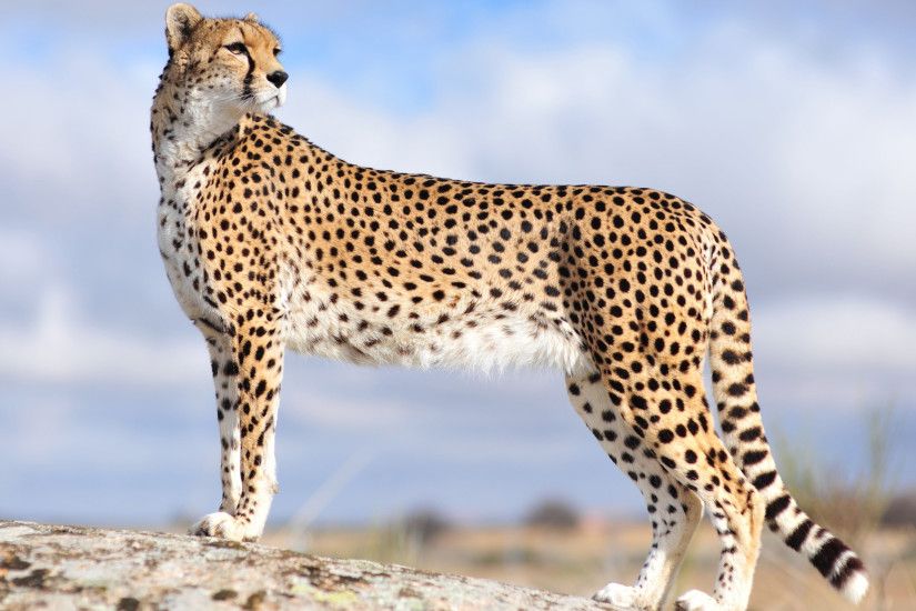 ... Cheetah HD Wallpaper 2560x1600