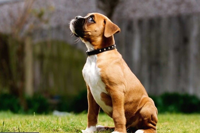 Boxer Puppy Wallpaper Desktop HD | All Puppies Pictures and Wallpapers