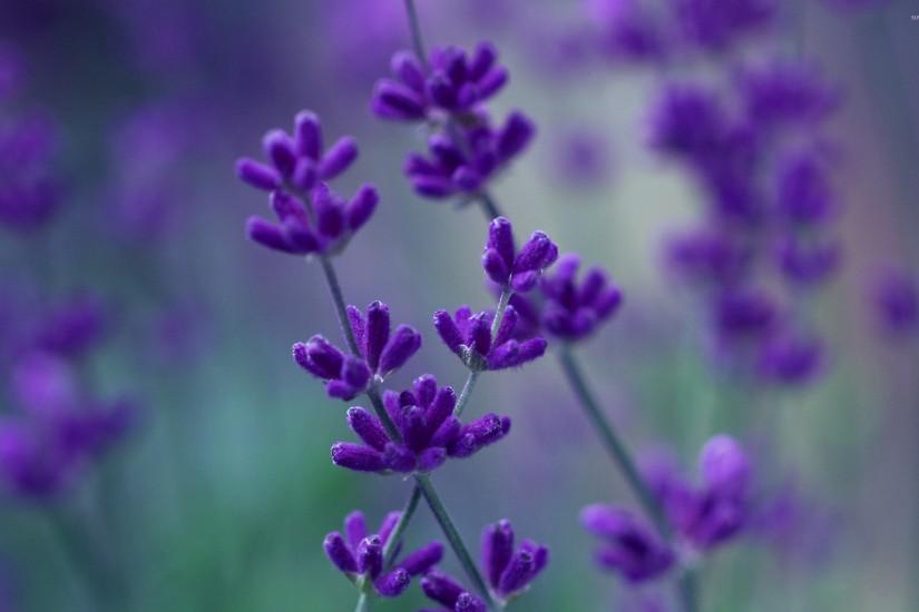 Lavender [2] wallpaper 2560x1600 jpg