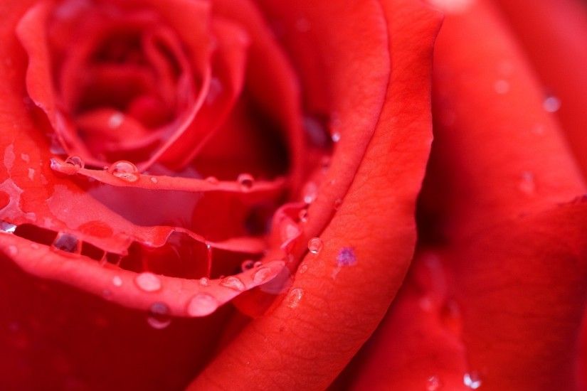 Red Rose Wallpaper Flowers Nature Wallpapers