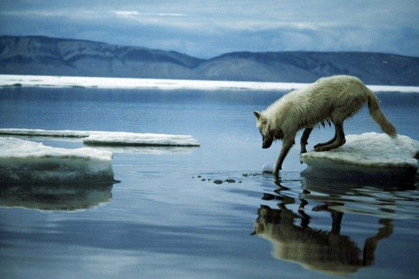 Animal - Arctic Wolf Wallpaper