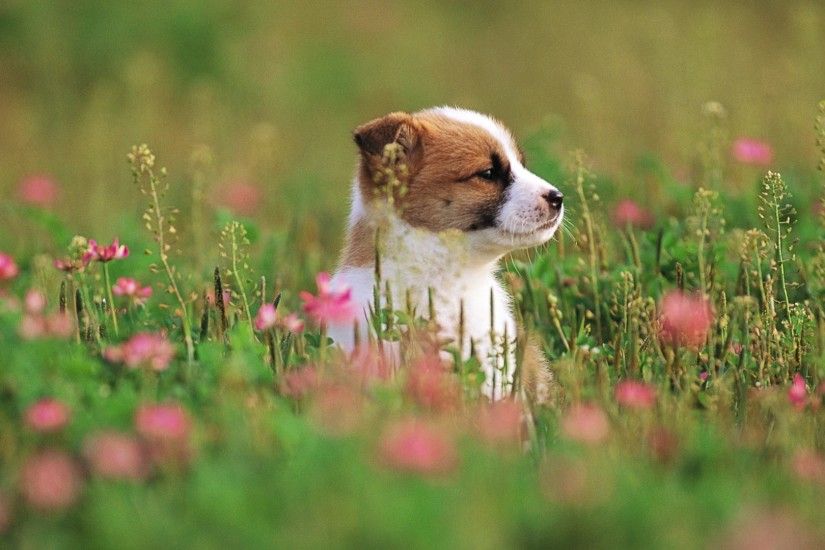 Cute, Puppy, Small, Dog, Full, Hd, Wallpapers, Images, New, Best, Desktop,  Background, Download, Free, Lovely Animals, Curr, Free, 1920Ã1080 Wallpaper  HD