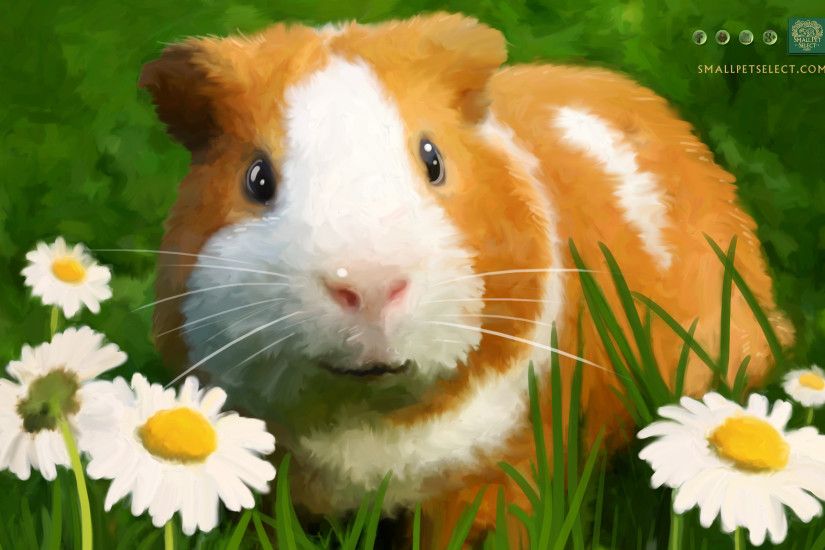 Guinea Pig Wallpaper - Screensaver for your PC, MAC, Ipad & cell phone
