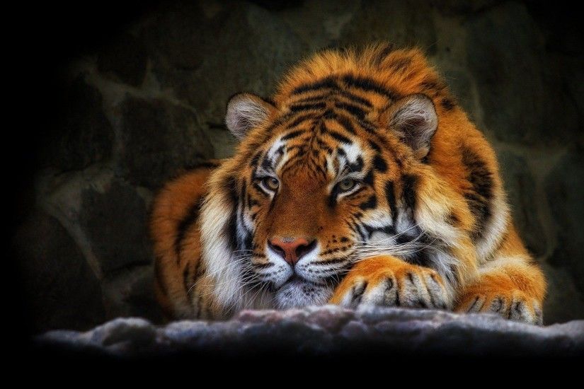 Hot tiger wild cat black background