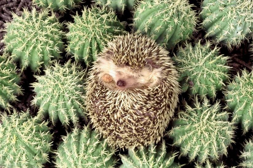 1920x1080 Wallpaper hedgehog, cactus, spines, lie