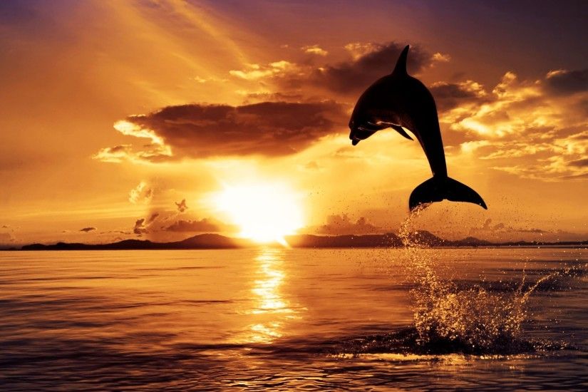 dolphin jumping in sunset - Dolphin Sunset Wallpaper