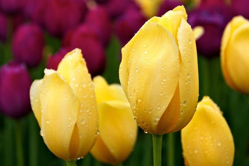 Yellow water dots tulip flowers wallpapers