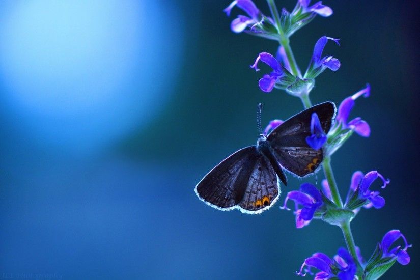 flower blue butterfly background