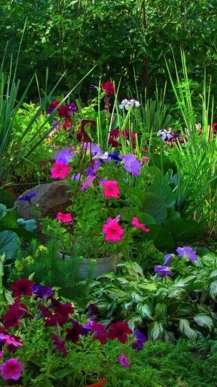 1080x1920 Wallpaper petunia, rudbeckia, flower, flower garden, greenery,  beautiful