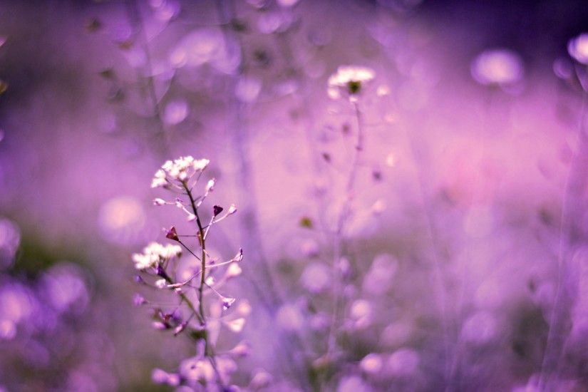 free purple flowers wallpaper
