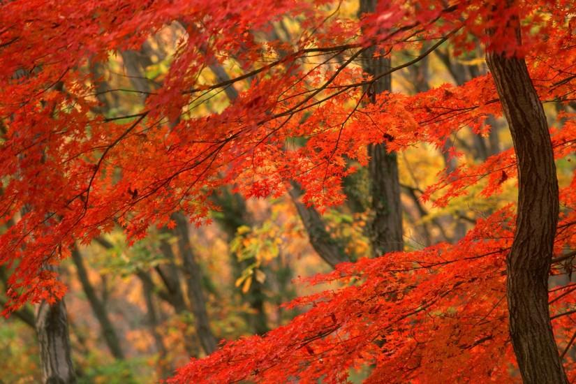 Fall of Autumn Leaves Desktop Wallpaper Wallpaper