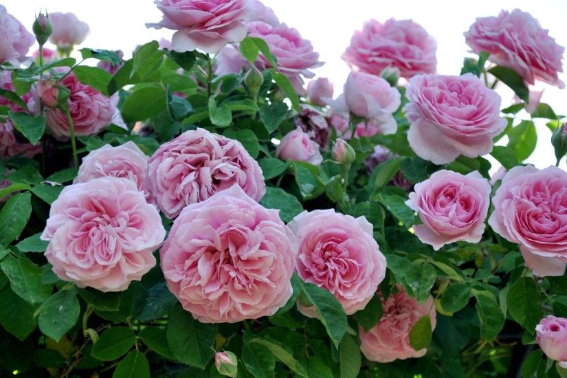 Pink Rose Garden Wallpaper Images Free Download Pink Rose Garden Wallpaper