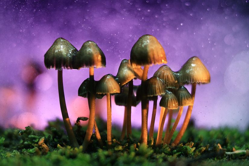 Magic mushrooms could be among safest drugs, new survey finds - Business  Insider