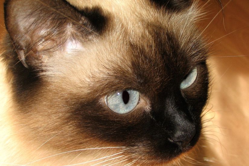 Beautiful Siamese cat with a mustache