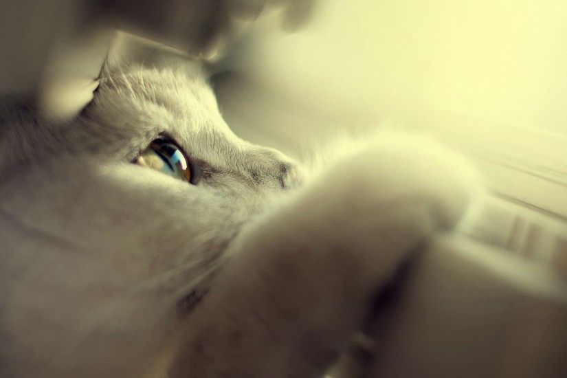 Cute white kitten HD Wallpaper 1920x1080 Cute white kitten HD Wallpaper  1920x1200