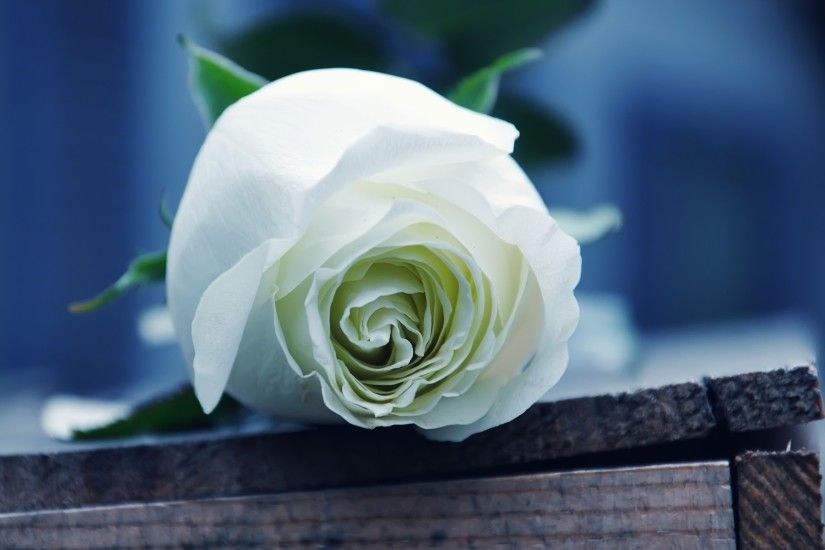 White Rose. Wallpaper: White Rose