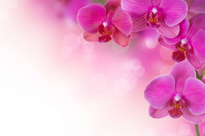 Purple Orchid Wallpaper - WallpaperSafari ...
