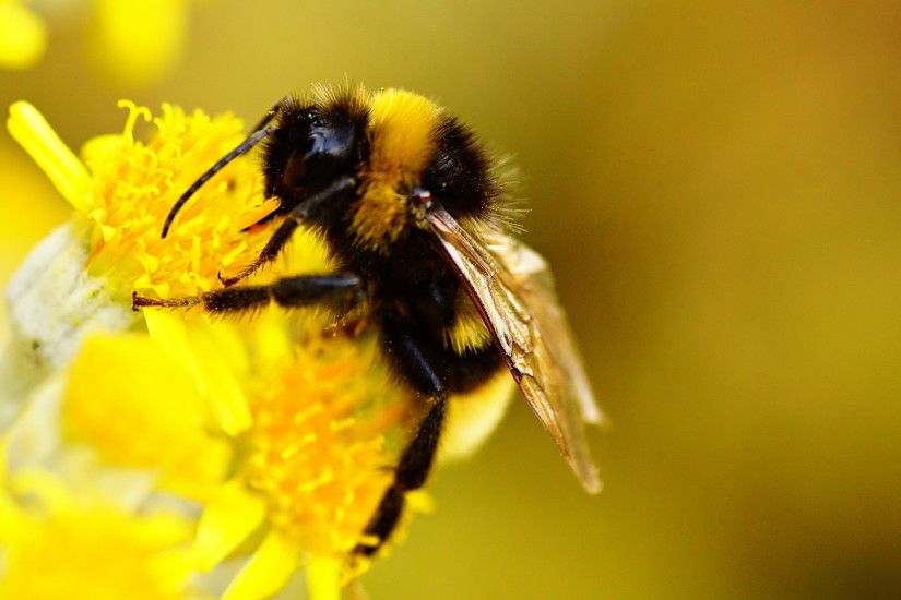 macro shot photography of bee on yellow flower, bumblebee